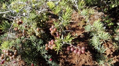 Asparagus crassicladus
