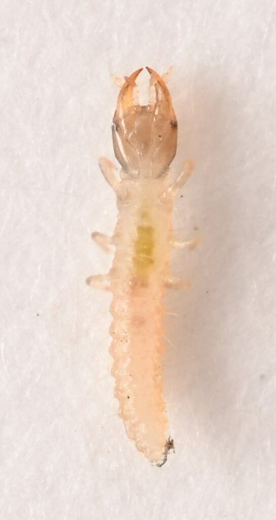Polystoechotes punctata