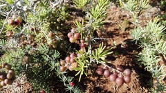 Asparagus crassicladus