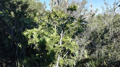 Ptaeroxylon obliquum