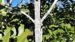 Ptaeroxylon obliquum