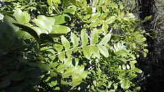 Ptaeroxylon obliquum