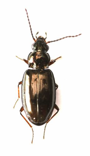 Lionepha casta