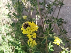 Medicago falcata