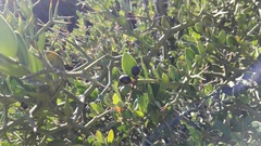 Carissa haematocarpa