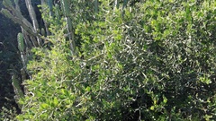 Carissa haematocarpa