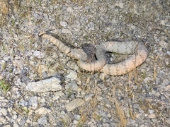 Crotalus stephensi