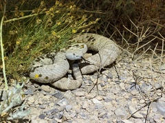 Crotalus stephensi