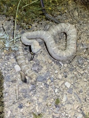 Crotalus stephensi
