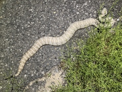 Crotalus stephensi