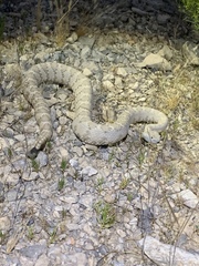 Crotalus stephensi