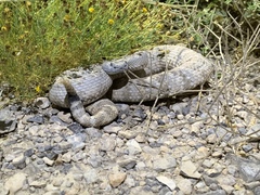 Crotalus stephensi