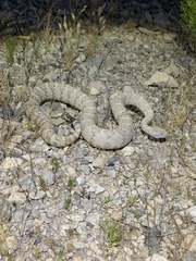 Crotalus stephensi
