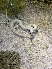 Crotalus stephensi