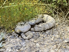 Crotalus stephensi