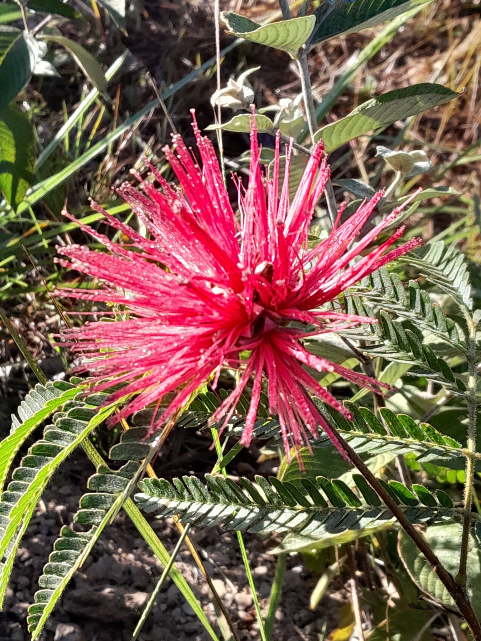 Calliandra dysantha