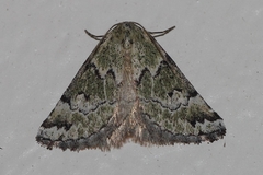 Tegiapa virescens
