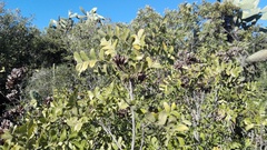 Ptaeroxylon obliquum