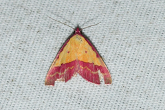 Phytometra rhodarialis