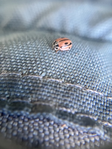 Hudsonian Ladybird photo 5