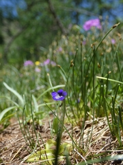 Pinguicula