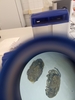 Bruchus lentis - Photo (c) Gonzalo Sancho, some rights reserved (CC BY-NC), uploaded by Gonzalo Sancho