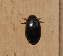 Thermonectus basillaris