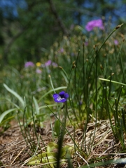 Pinguicula