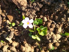 Oxalis eckloniana-nidulans