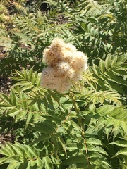 Sorbaria sorbifolia
