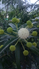 Cephalanthus salicifolius
