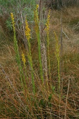 Solidago maya