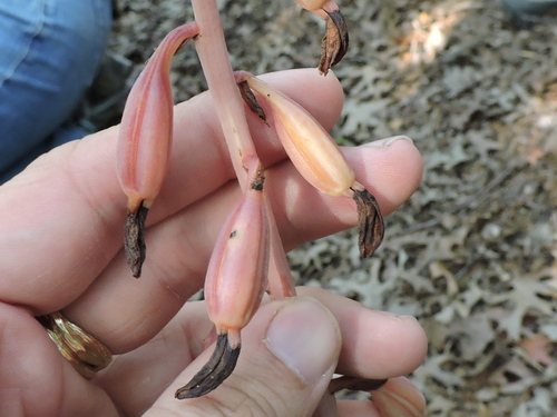 Image of Bletia arizonica by (c) Sam Kieschnick, some rights reserved (CC BY)