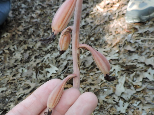 Image of Bletia arizonica by (c) Sam Kieschnick, some rights reserved (CC BY)