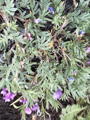 Astragalus vexilliflexus