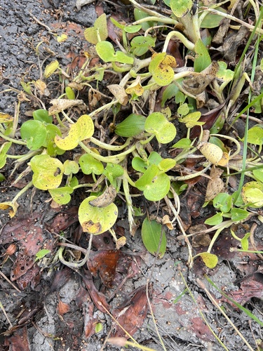 Missouri mud plantain (Heteranthera missouriensis)