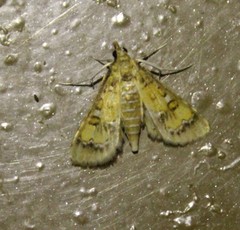 Niphograpta albiguttalis