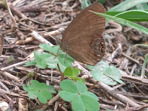 Cyllopsis gemma