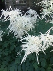 Aruncus