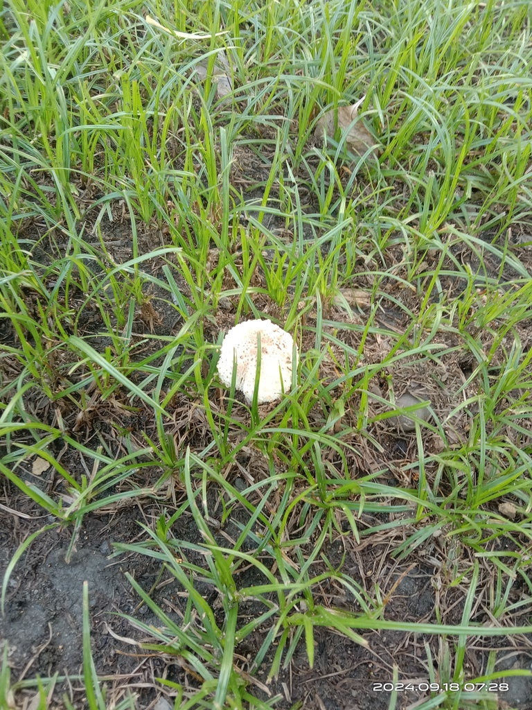 Chlorophyllum molybdites · September 2024 · photo: © naturalist97663 (iNaturalist, cc0)