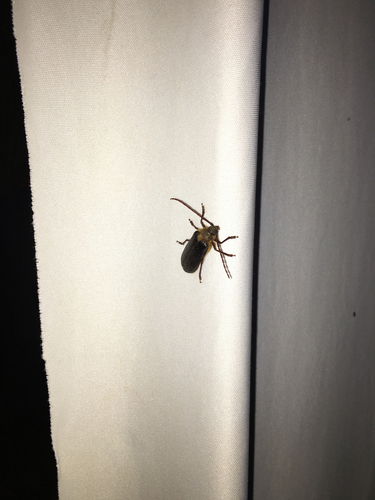 iNaturalist observation photo of Hairy Pine Borer