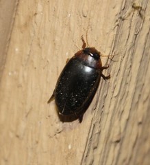 Hydaticus bimarginatus