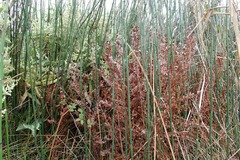 Equisetum myriochaetum