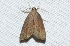 Cutina albopunctella