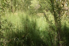 Equisetum myriochaetum