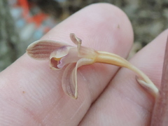 Bletia nitida