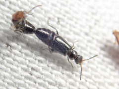 Carphurini