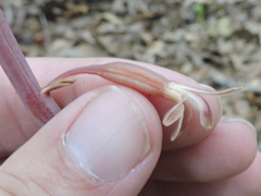 Bletia nitida