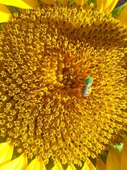 Agapostemon virescens