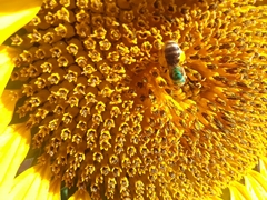 Agapostemon virescens
